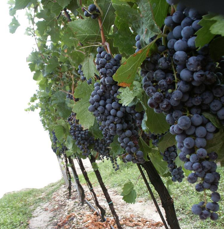 Agriturismo Colombarola Sona Kültér fotó