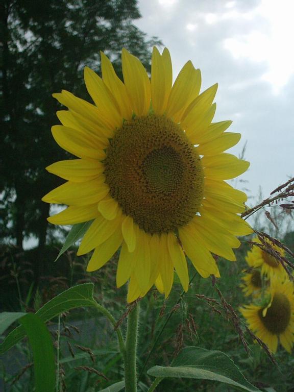 Agriturismo Colombarola Sona Kültér fotó