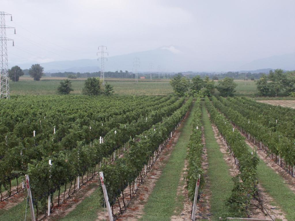 Agriturismo Colombarola Sona Kültér fotó