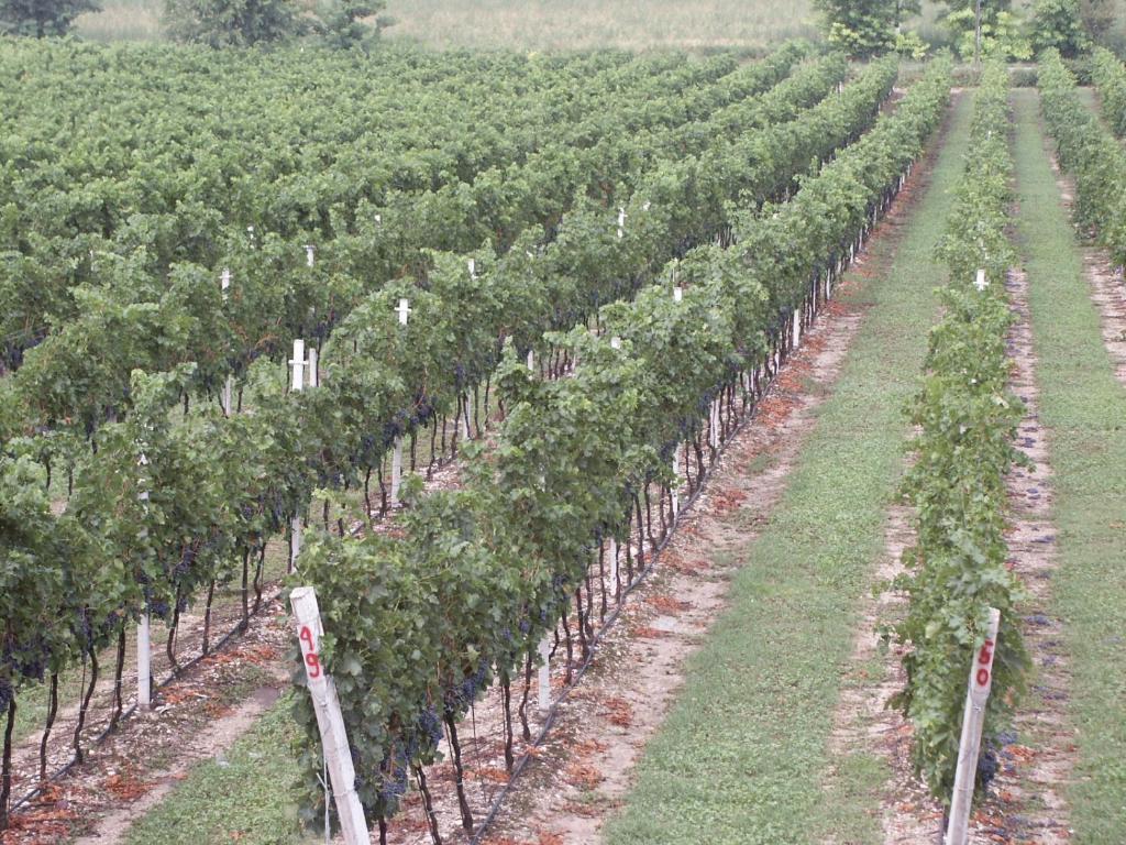 Agriturismo Colombarola Sona Kültér fotó